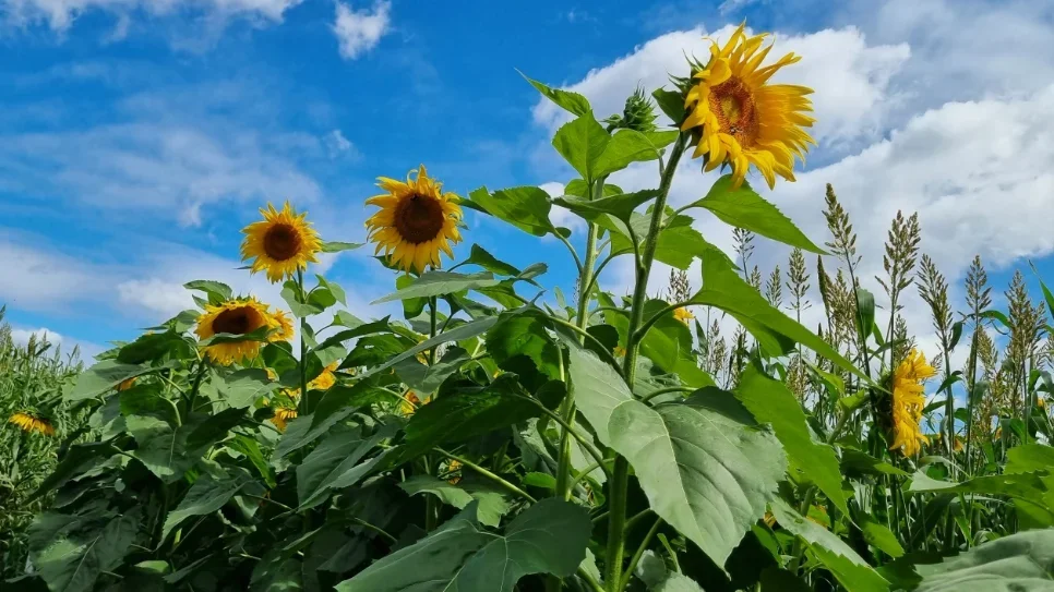Pesquisa revela potencial de plantas na despoluição de solo contaminado com herbicidas
