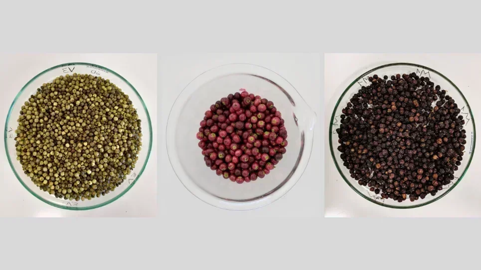 Frutos da erva-mate contêm propriedades que podem ser benéficas para a saúde e para uso comercial