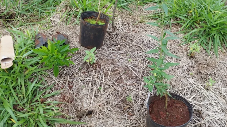 UFFS – Campus Laranjeiras do Sul avança na implantação do Jardim do Mel