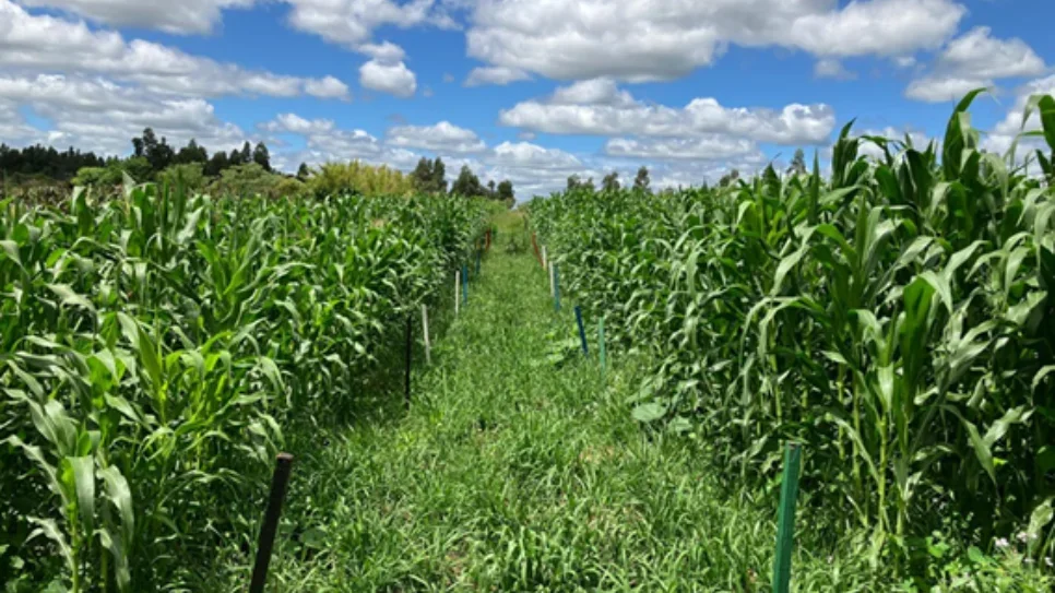 UFFS - Campus Laranjeiras do Sul integra projeto de pesquisa sobre sistemas de plantio direto orgânico