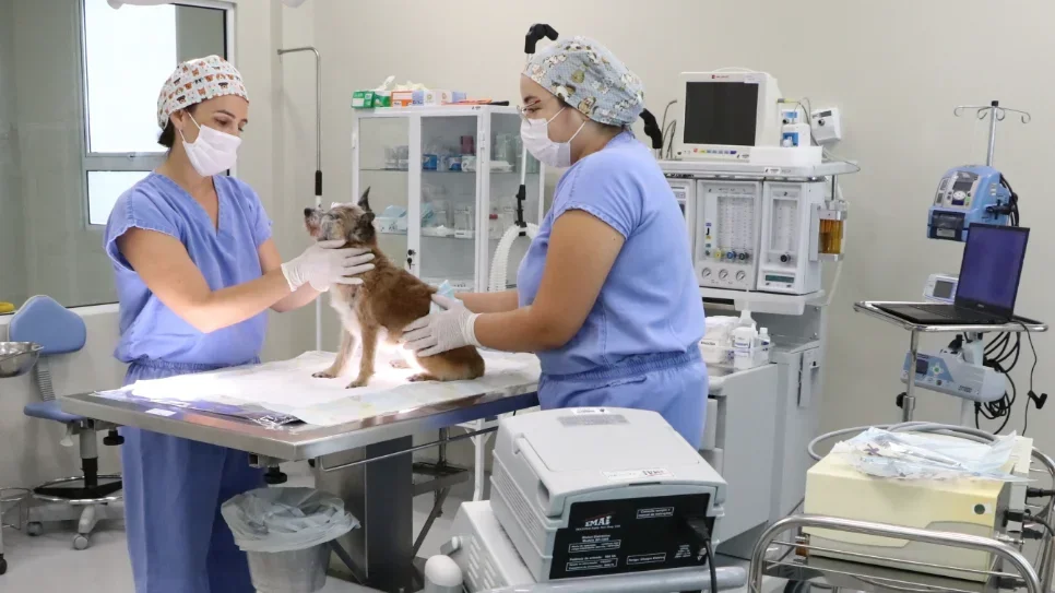 UFFS - Campus Realeza seleciona candidatos para Programa de Aprimoramento em Medicina Veterinária 2026.2