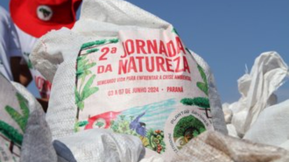 UFFS Campus Laranjeiras do Sul é parceira em ações para a semeadura de palmeira juçara e de araucária